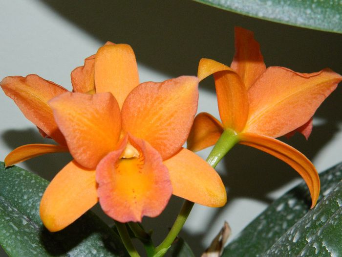 DSCN1763 - Cattleya