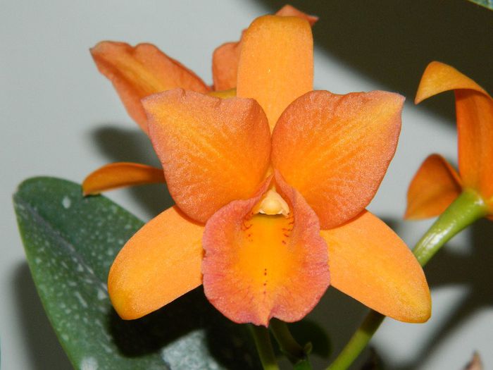 DSCN1770 - Cattleya