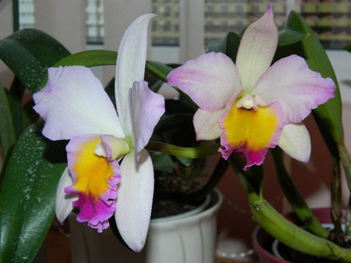 DSCN1744 - Cattleya Madalina