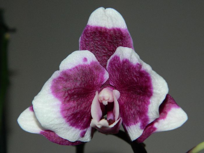 DSCN1756 - Phalaenopsis Harlequin