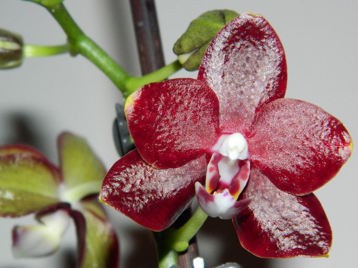 DSCN1749 - Phalaenopsis parfumat