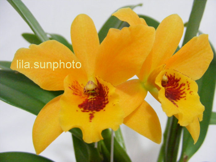  - Laeliocattleya Gold Digger Orglades Mandarin