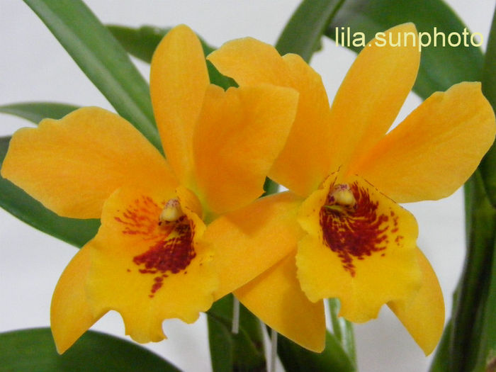  - Laeliocattleya Gold Digger Orglades Mandarin