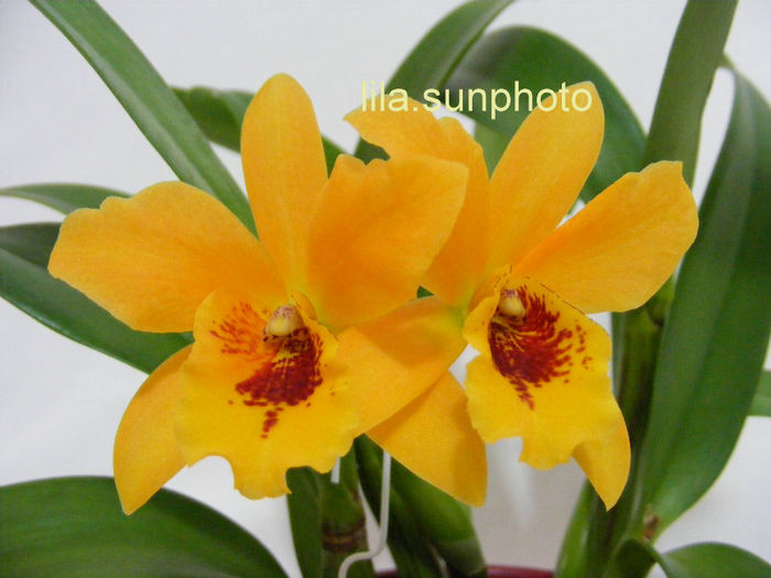  - Laeliocattleya Gold Digger Orglades Mandarin