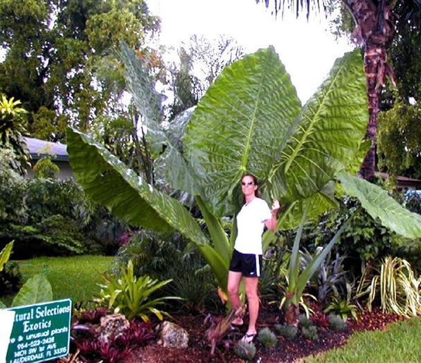 alocasia cu frunza giganta