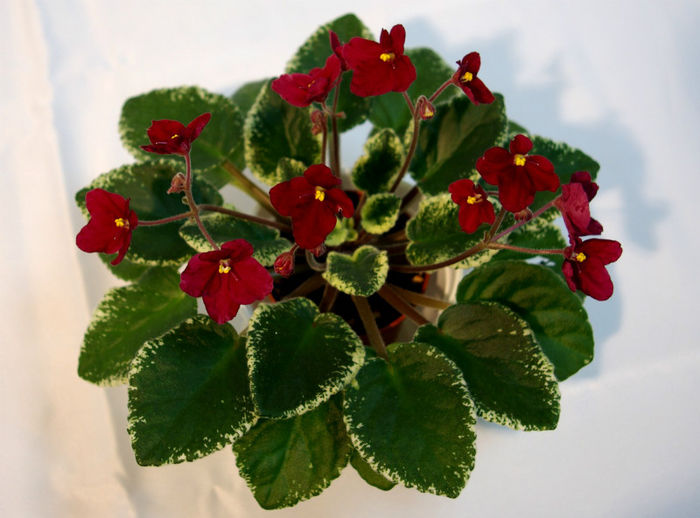 Macs OScarlet OHarra - second best mini - 29nov-2dec 2012 - Expozitie de Violete Africane si alte Gesneriaceae-participare personala