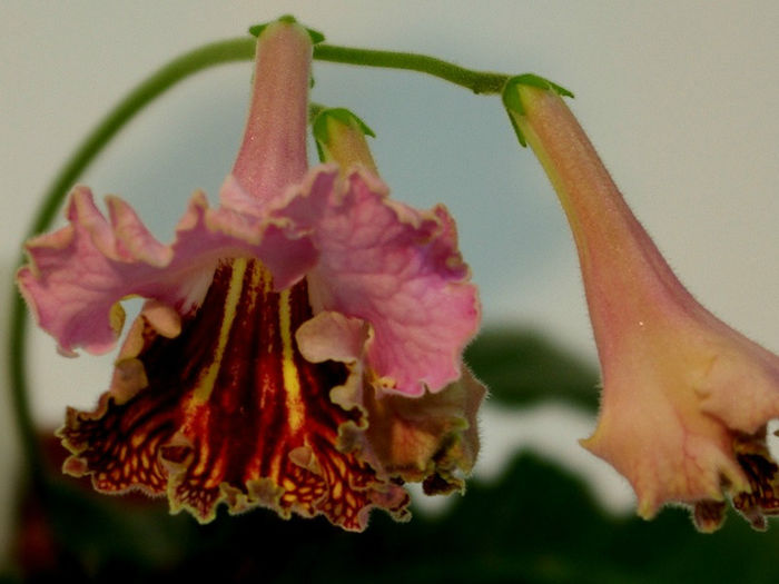 Drako - second best streptocarpus - 29nov-2dec 2012 - Expozitie de Violete Africane si alte Gesneriaceae-participare personala