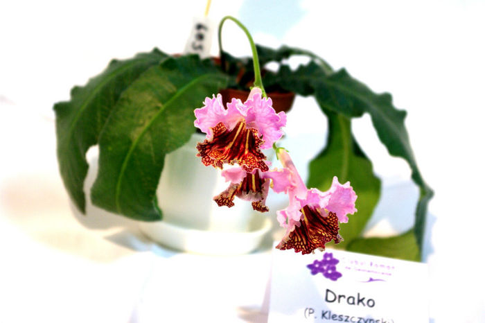 Drako -second best streptocarpus - 29nov-2dec 2012 - Expozitie de Violete Africane si alte Gesneriaceae-participare personala