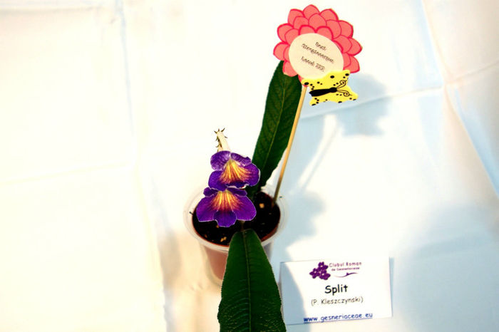 Split - third best streptocarpus