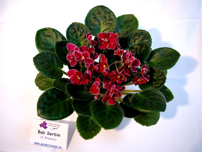 Bob Serbin - Lila's plant - 29nov-2dec 2012 - Expozitie de Violete Africane si alte Gesneriaceae-participare personala
