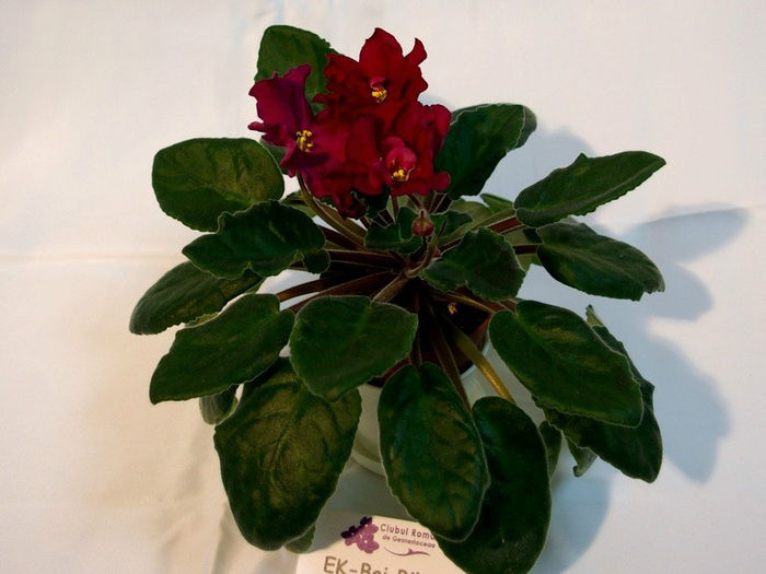 EK-Boi Bykov (E. Korshunova) - 29nov-2dec 2012 - Expozitie de Violete Africane si alte Gesneriaceae-participare personala