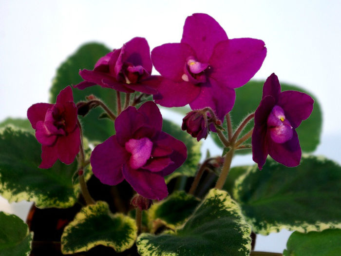 Garnet Halo - Lila's Plant - 29nov-2dec 2012 - Expozitie de Violete Africane si alte Gesneriaceae-participare personala