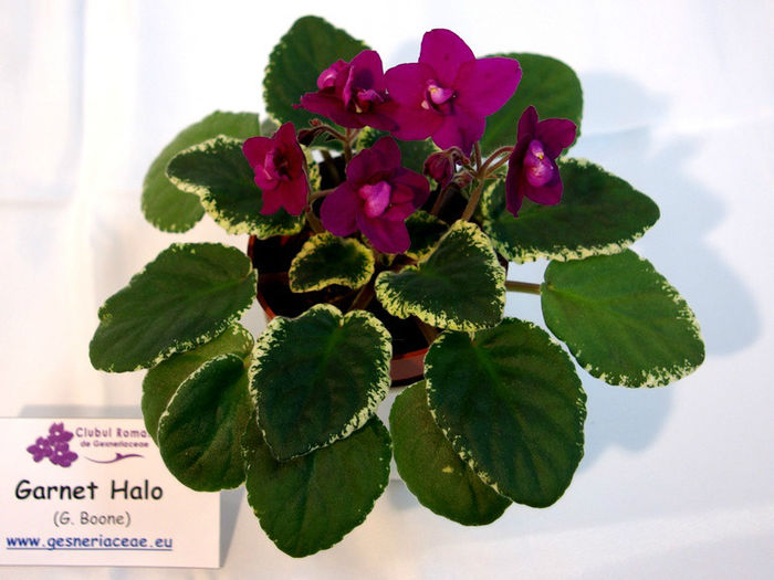 Garnet Halo (G. Boone) - Lila's Plant - 29nov-2dec 2012 - Expozitie de Violete Africane si alte Gesneriaceae-participare personala