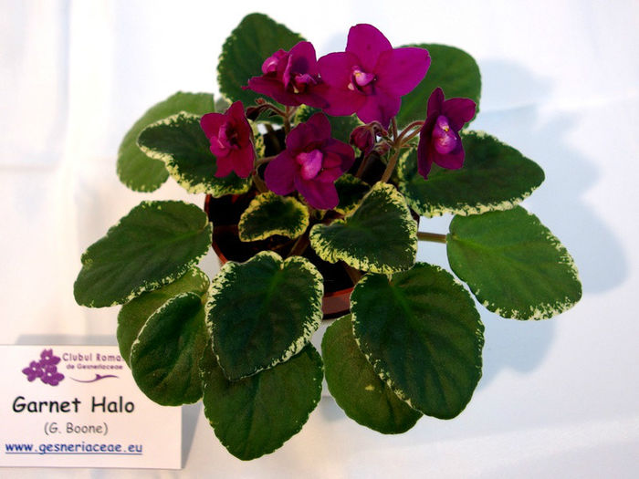 Garnet Halo (G. Boone) - Lila's Plant