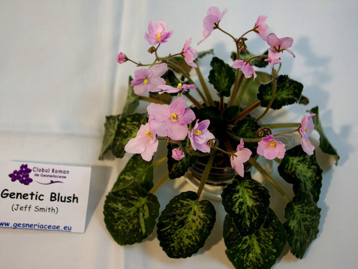 Genetic Blush (J. Smith) - Lila's Plant