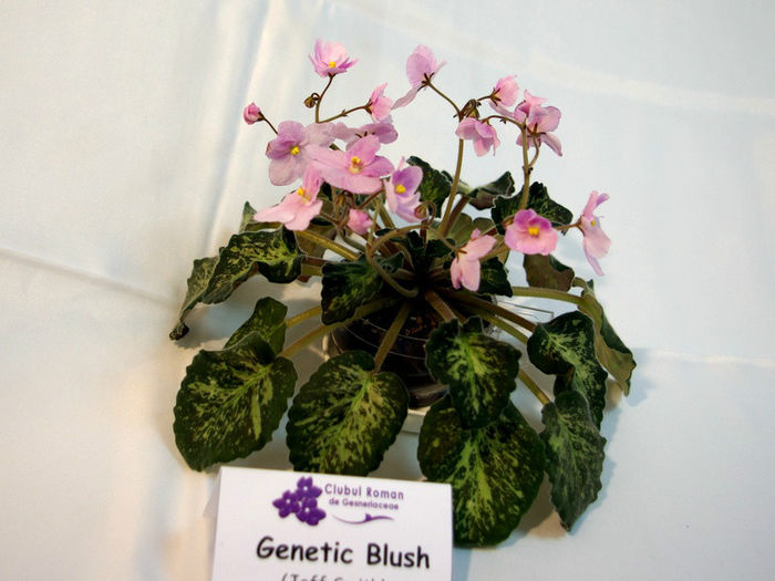 Genetic Blush - 29nov-2dec 2012 - Expozitie de Violete Africane si alte Gesneriaceae-participare personala