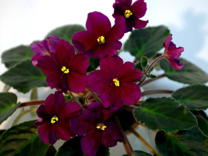 Taboo (K. Stork) - 29nov-2dec 2012 - Expozitie de Violete Africane si alte Gesneriaceae-participare personala