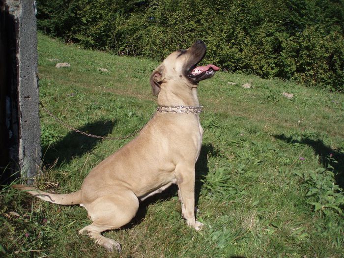 KARA, rasa BOERBOEL - PAZA LA KING