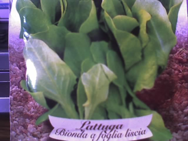 salata-Lattugo - LEGUME 2012
