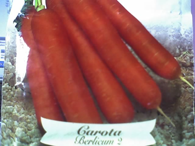 morcovi-Italia-Carota Berlicum2-cu radacina lunga fara inima - LEGUME 2012