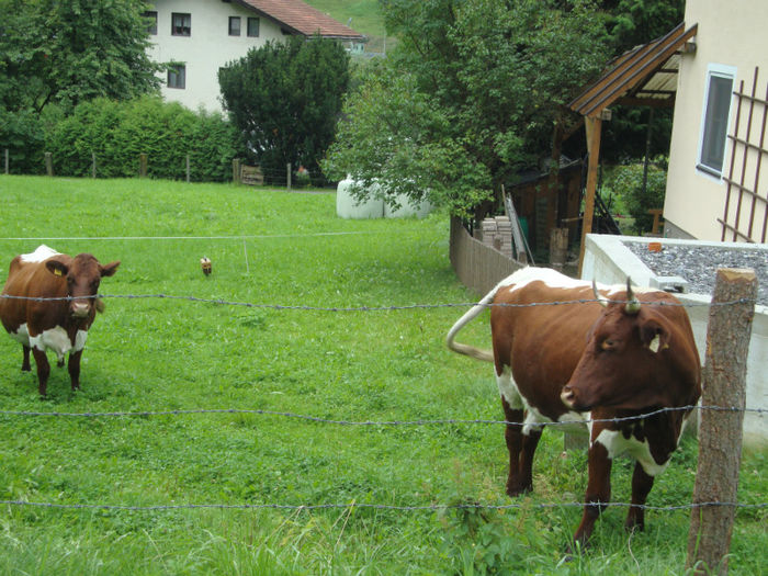 DSC01973 - VACI PIZGAU