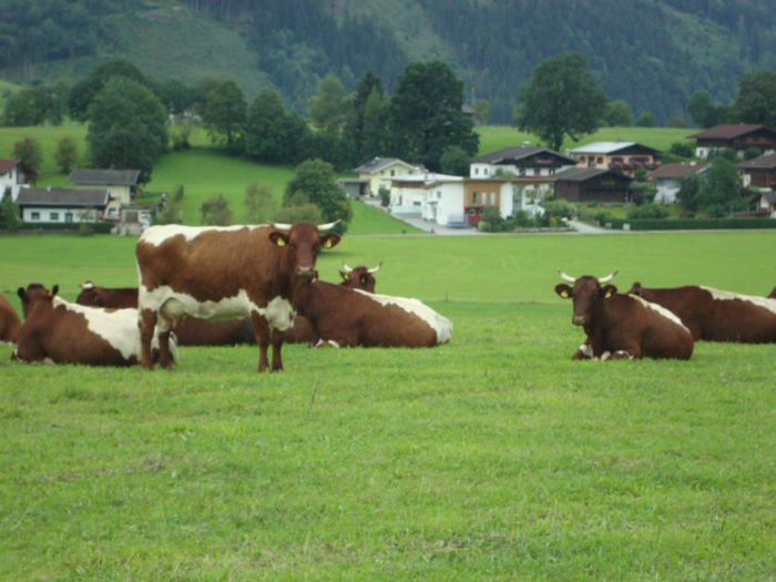 DSC02027 - VACI PIZGAU