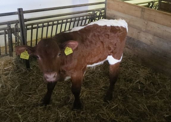 02_1107485603 - VACI PIZGAU