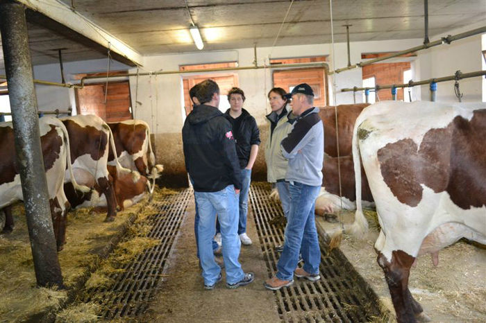 la sfatuire - VACI PIZGAU