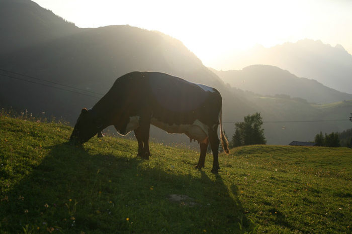 - VACI PIZGAU