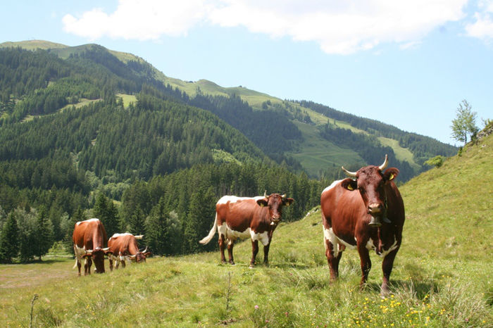  - VACI PIZGAU