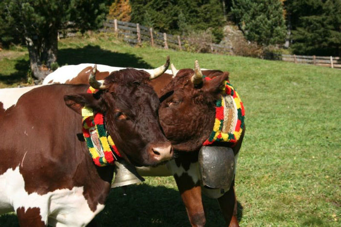  - VACI PIZGAU