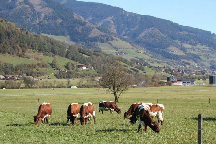  - VACI PIZGAU