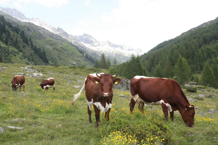  - VACI PIZGAU