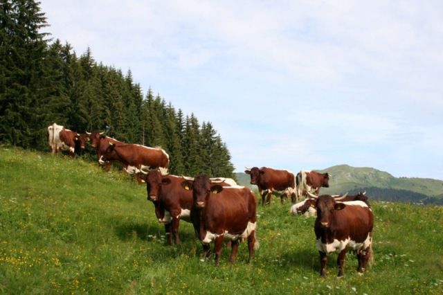  - VACI PIZGAU