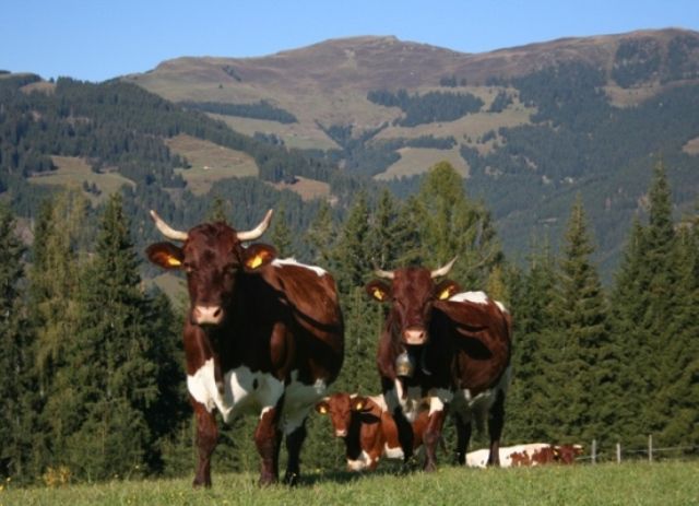  - VACI PIZGAU