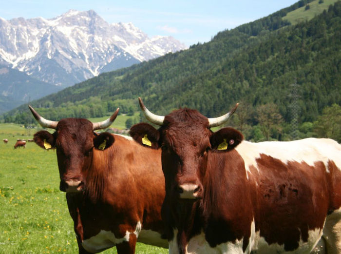  - VACI PIZGAU
