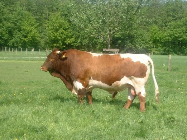  - VACI PIZGAU