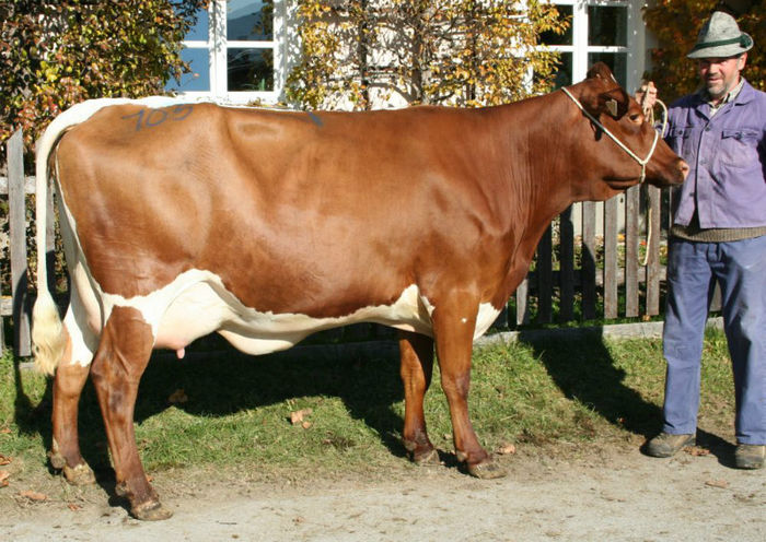  - VACI PIZGAU