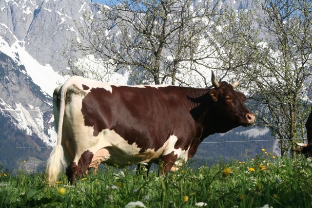  - VACI PIZGAU