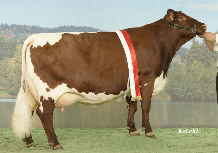  - VACI PIZGAU