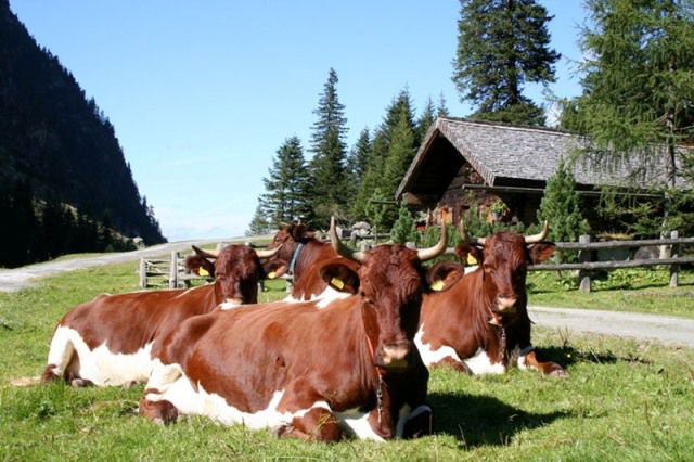  - VACI PIZGAU