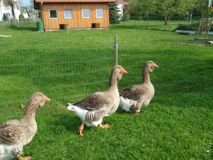 img_489 - GISCA TOULOUSE