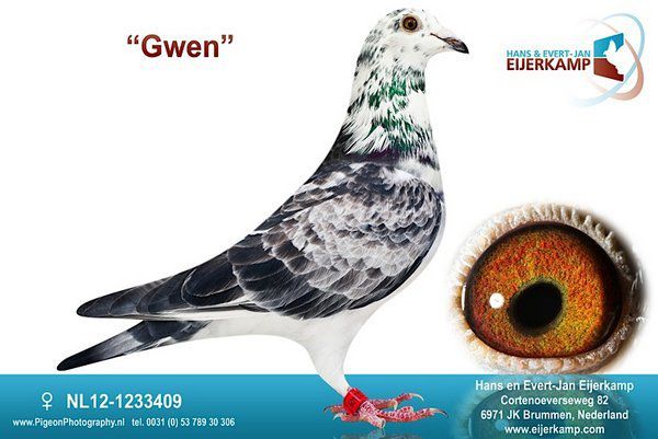 NL12-1233409; Gwen
