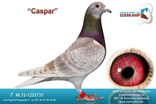 NL12-1233733; Caspar
