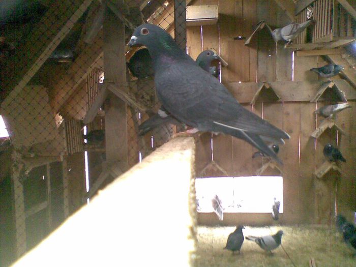 04022013(012) - Voiajori