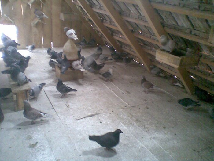 06022013(001) - Voiajori