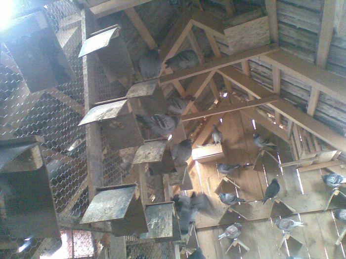 06022013(004) - Voiajori