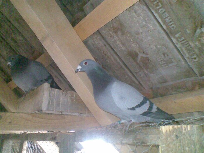 06022013(012) - Voiajori