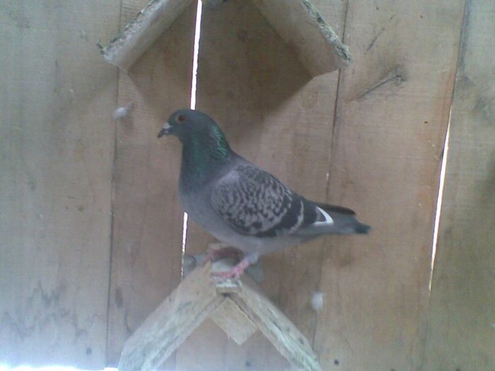 06022013(013) - Voiajori