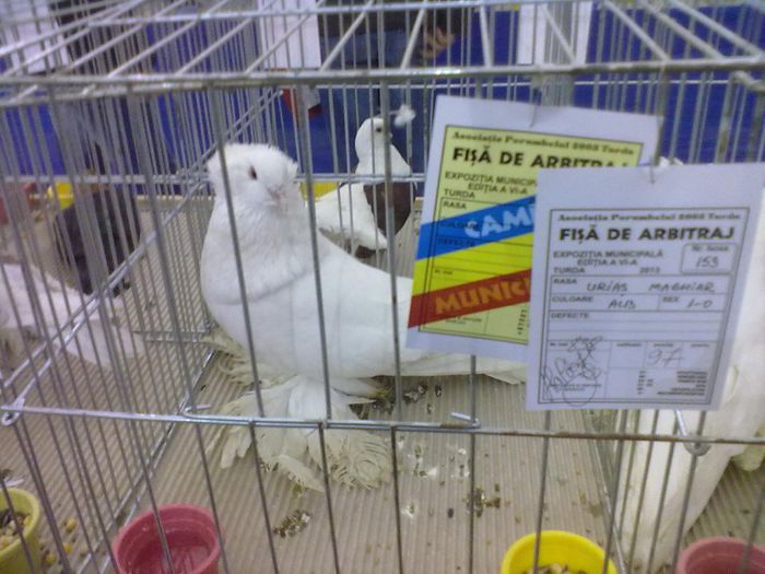 campion - porumbeii mei in expozitii